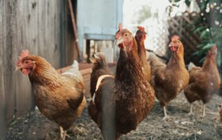 five brown hens on ground beside fence