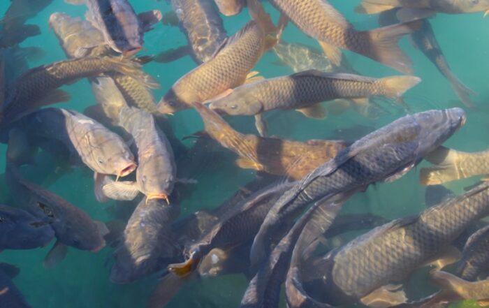 a large group of fish swimming in a body of water