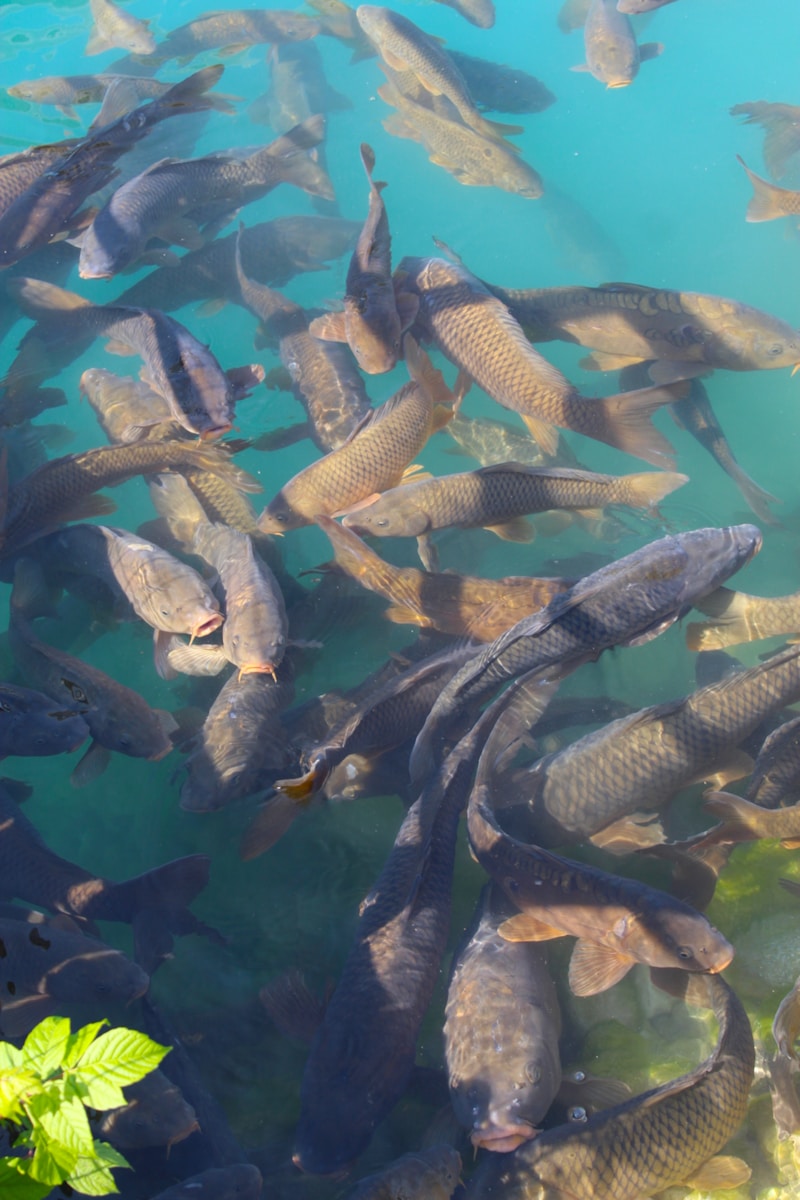 a large group of fish swimming in a body of water