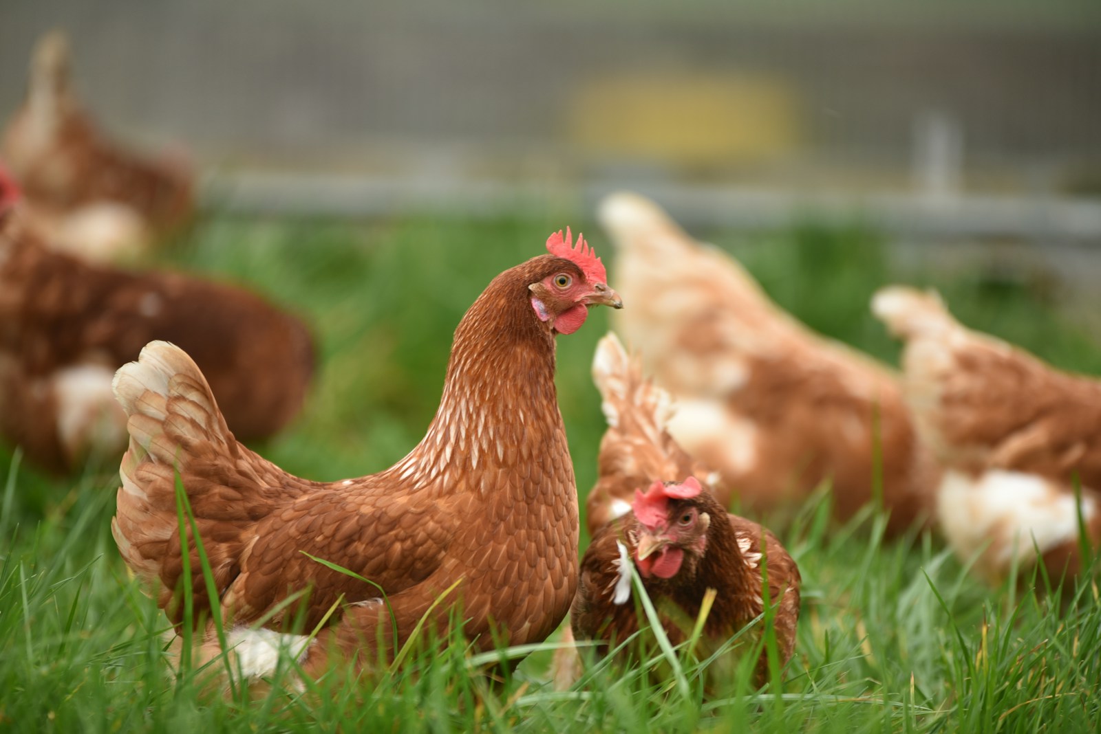 brown hen on green grass during daytime